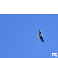 گونه سارگپه استپی Common Buzzard